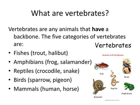 what is a vertebrate|VERTEBRATE Definition & Meaning .